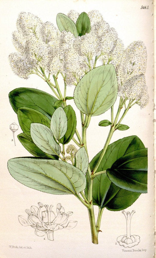 Curtis's botanical magazine. London ;New York [etc.] :Academic Press [etc.]. | Botany Periodicals "Pictorial works"  | Vintage Print Reproduction 456900