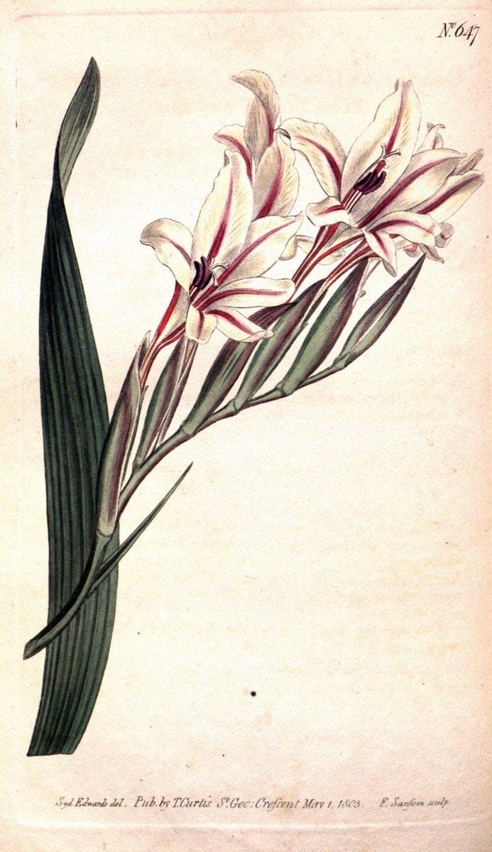 Curtis's botanical magazine. London ;New York [etc.] :Academic Press [etc.]. | Botany Periodicals "Pictorial works"  | Vintage Print Reproduction 456901