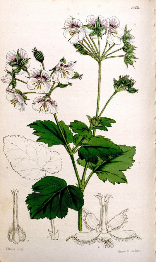 Curtis's botanical magazine. London ;New York [etc.] :Academic Press [etc.]. | Botany Periodicals "Pictorial works"  | Vintage Print Reproduction 456902