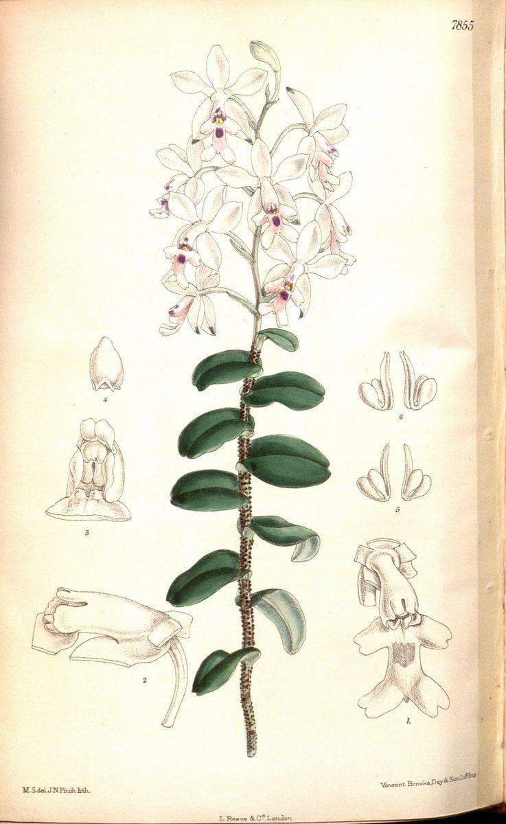 Curtis's botanical magazine. London ;New York [etc.] :Academic Press [etc.]. | Botany Periodicals "Pictorial works"  | Vintage Print Reproduction 456903