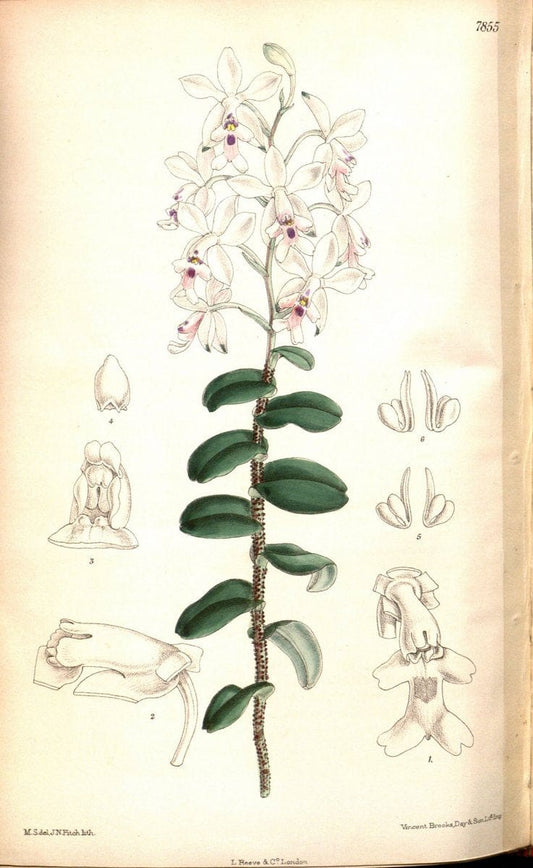 Curtis's botanical magazine. London ;New York [etc.] :Academic Press [etc.]. | Botany Periodicals "Pictorial works"  | Vintage Print Reproduction 456903