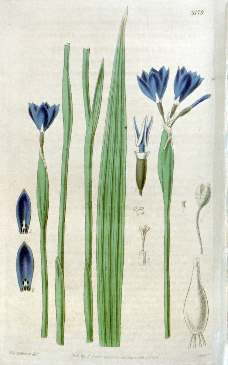 Curtis's botanical magazine. London ;New York [etc.] :Academic Press [etc.]. | Botany Periodicals "Pictorial works"  | Vintage Print Reproduction 456904