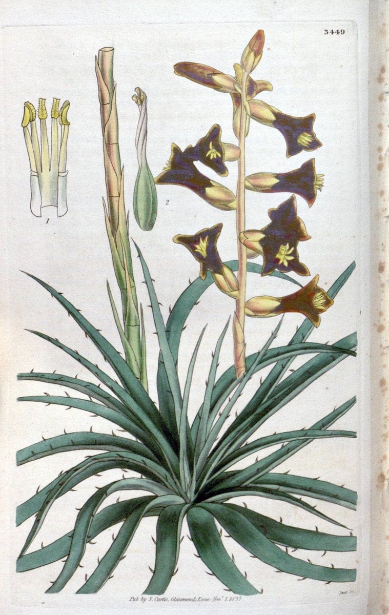 Curtis's botanical magazine. London ;New York [etc.] :Academic Press [etc.]. | Botany Periodicals "Pictorial works"  | Vintage Print Reproduction 456905