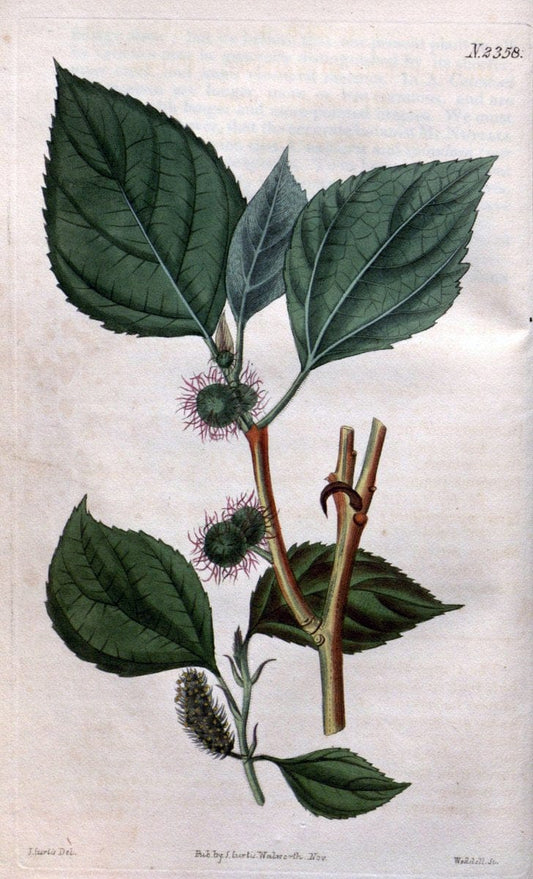 Curtis's botanical magazine. London ; New York [etc.] :Academic Press [etc.]. | "Botanical illustration" Botany Periodicals "Pictorial works" "Plants, Ornamental"  | Vintage Print Reproduction 456906