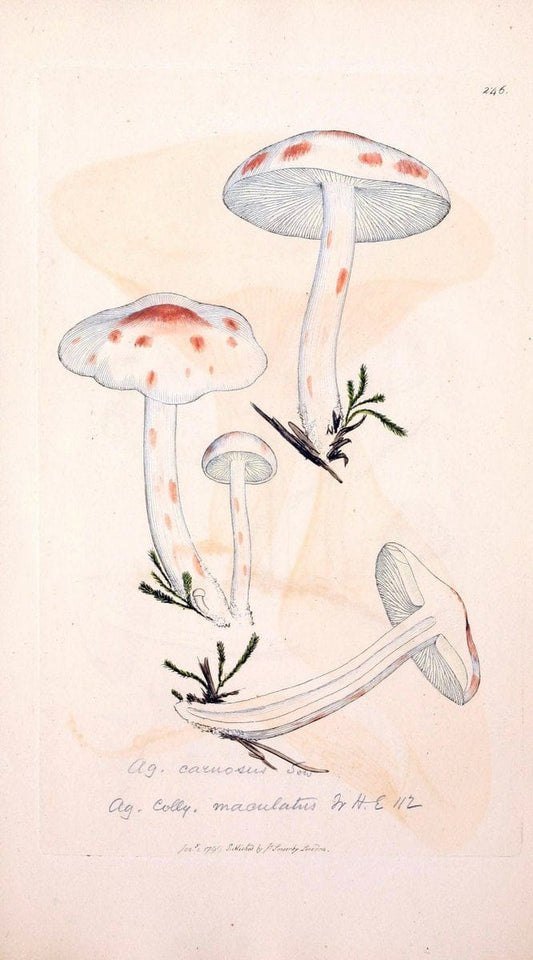 Coloured figures of English fungi or mushrooms. London,Printed by J. Davis,1797-[1809]. | England Mushrooms  | Vintage Print Reproduction 456907
