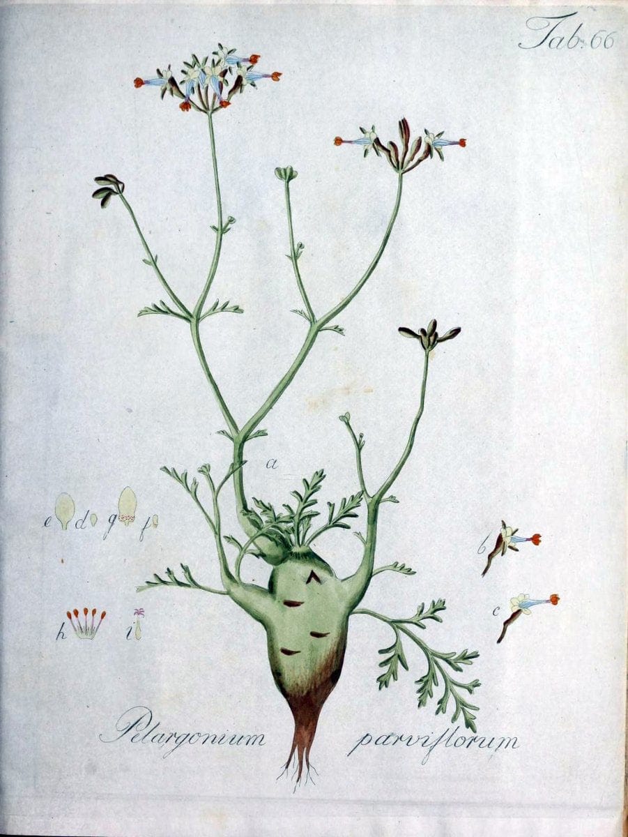 Collectio plantarum tam exoticarum, quam indigenarum, cum delineatione, descriptione cul | Botany | Vintage Print Reproduction 456908