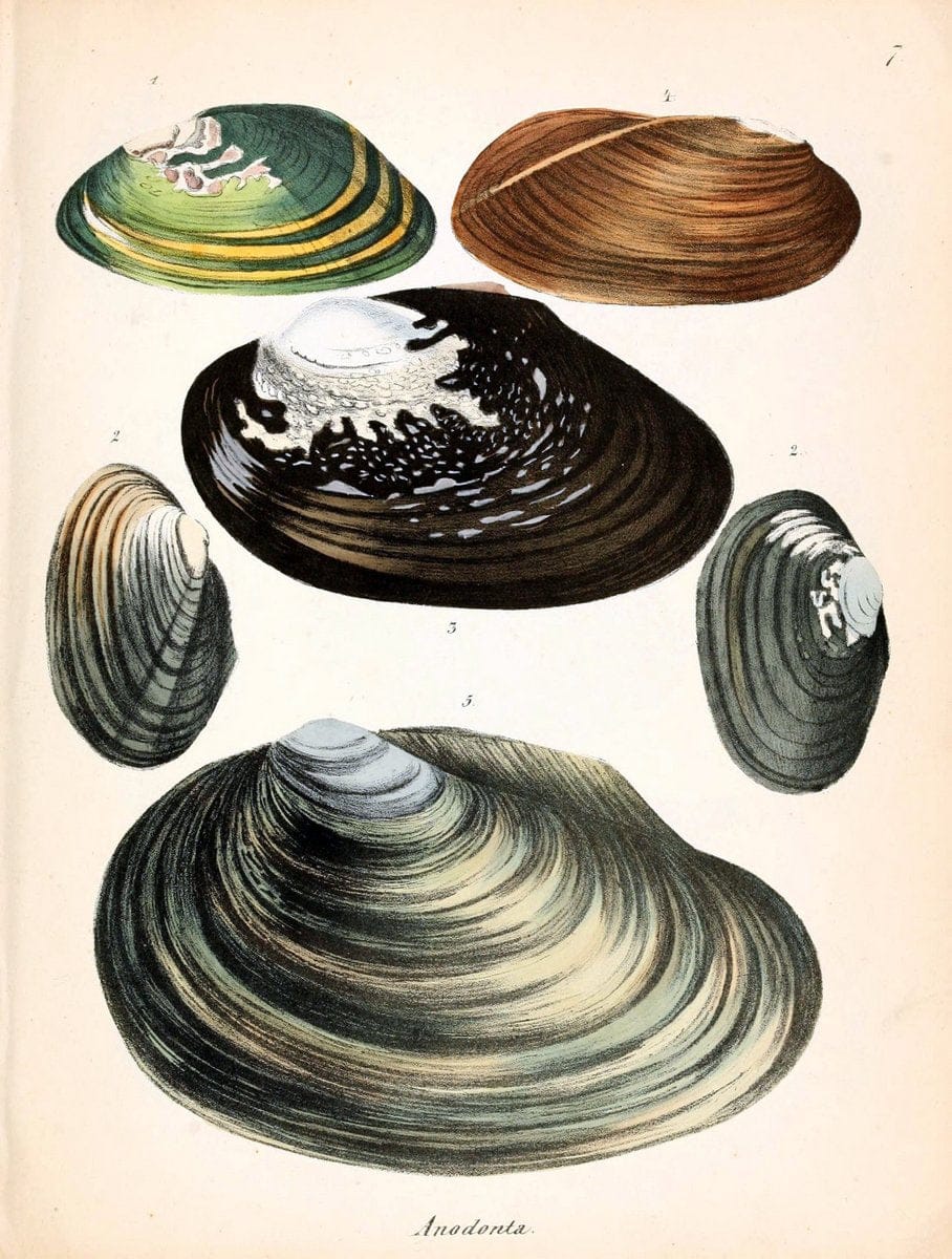 Conchylienbuch, oder, Allgemeine und besondere Naturgeschichte der Muscheln und Schnecke | Mollusks "Pictorial works"  | Vintage Print Reproduction 456909
