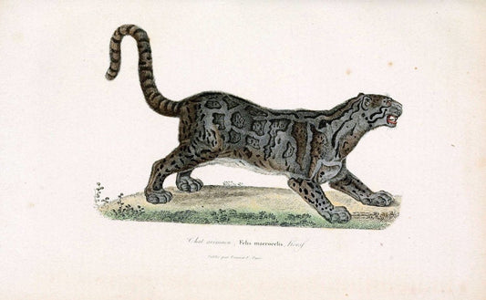 ComplÃ©ments de Buffon. t.1.Paris :P. Pourrat FrÃ¨res,1838. | Anthropology Birds Mammals SIL | Vintage Print Reproduction 456910