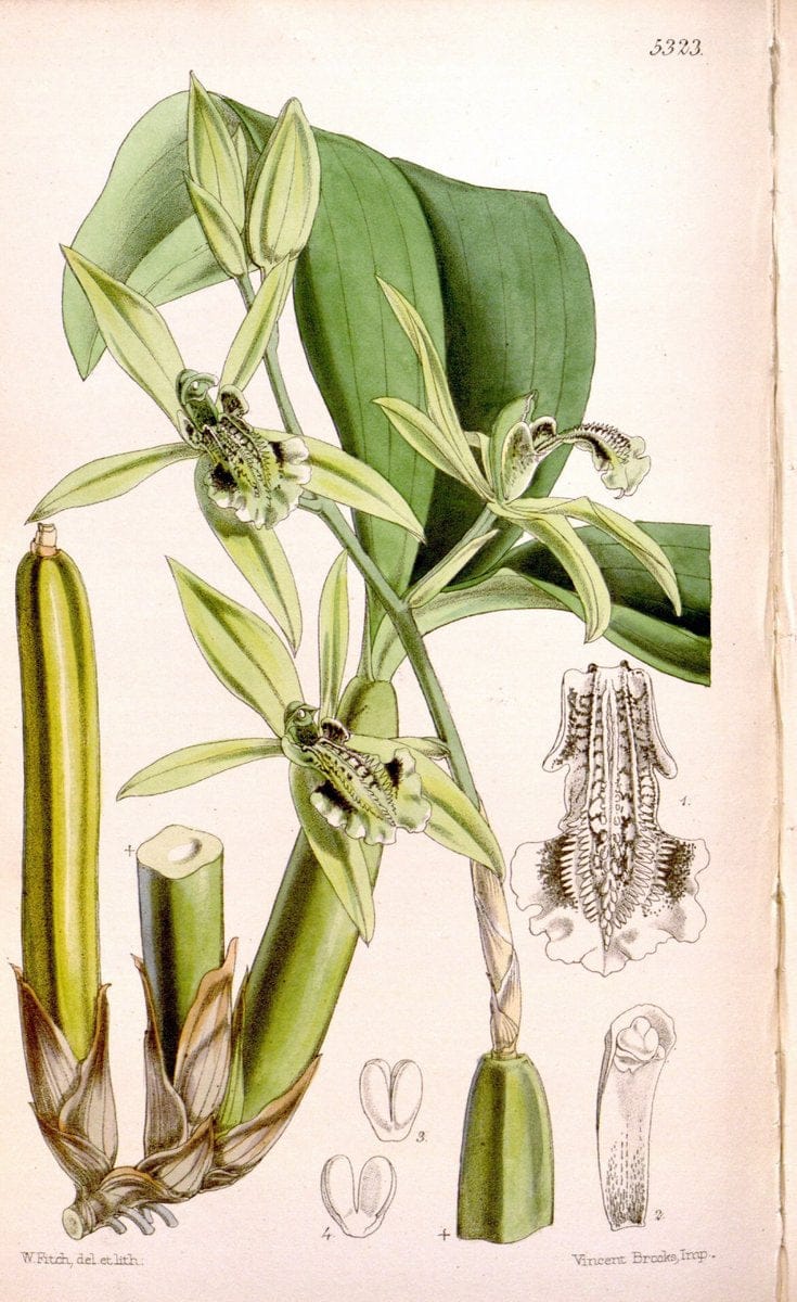 Curtis's botanical magazine. London ; New York [etc.] :Academic Press [etc.]. | "Botanical illustration" Botany Periodicals "Pictorial works" "Plants, Ornamental"  | Vintage Print Reproduction 456911