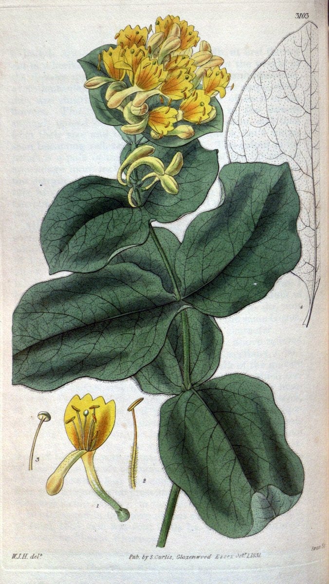 Curtis's botanical magazine..London ;New York [etc.] :Academic Press [etc.]. |  | Vintage Print Reproduction 456912