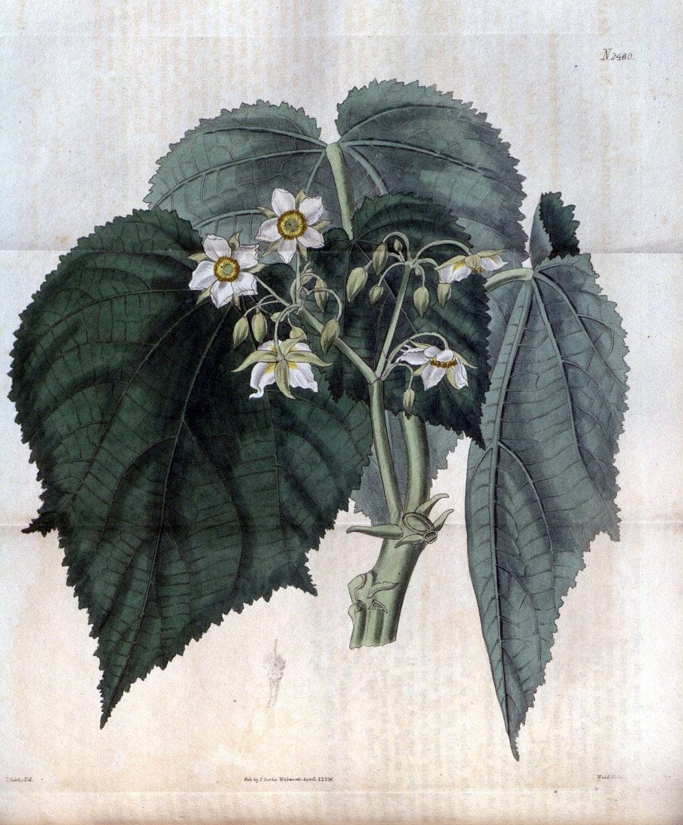 Curtis's botanical magazine. London ; New York [etc.] :Academic Press [etc.]. | "Botanical illustration" Botany Periodicals "Pictorial works" "Plants, Ornamental"  | Vintage Print Reproduction 456913