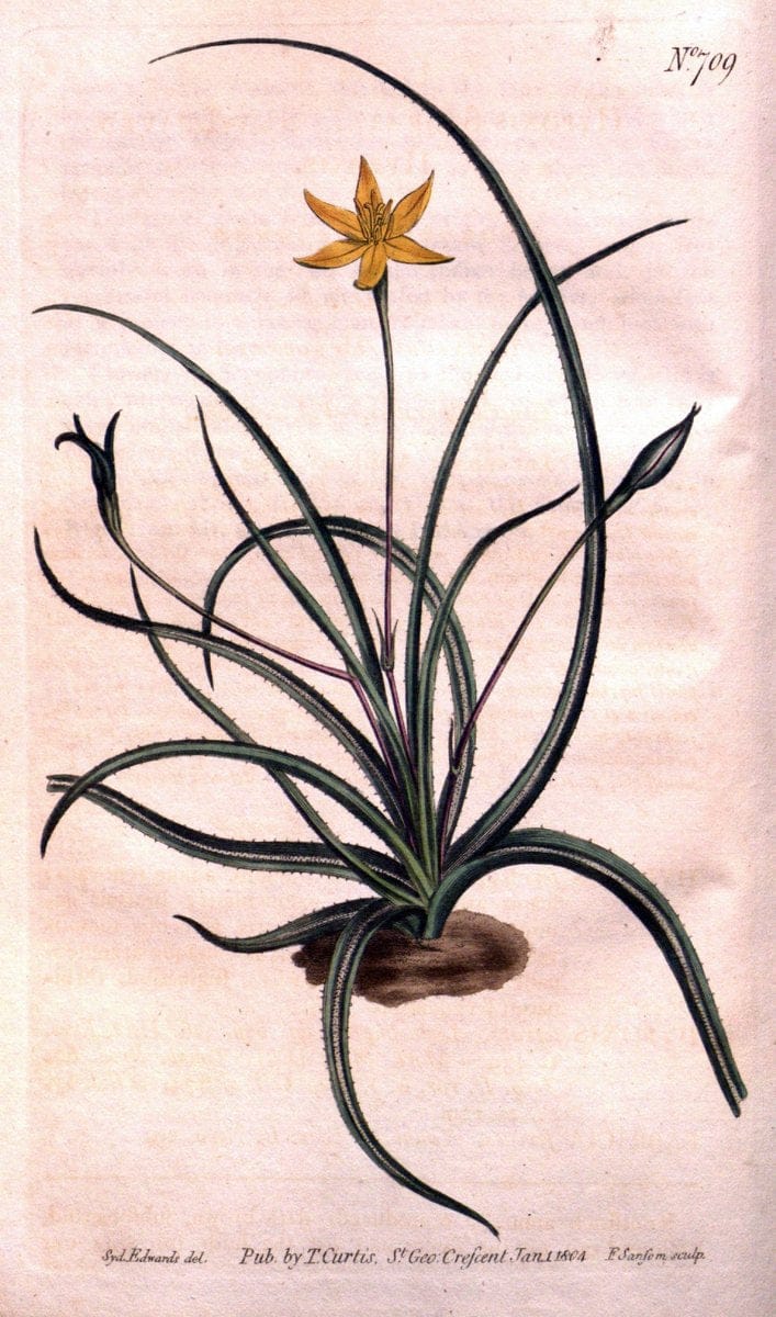 Curtis's botanical magazine..London ;New York [etc.] :Academic Press [etc.]. |  | Vintage Print Reproduction 456915