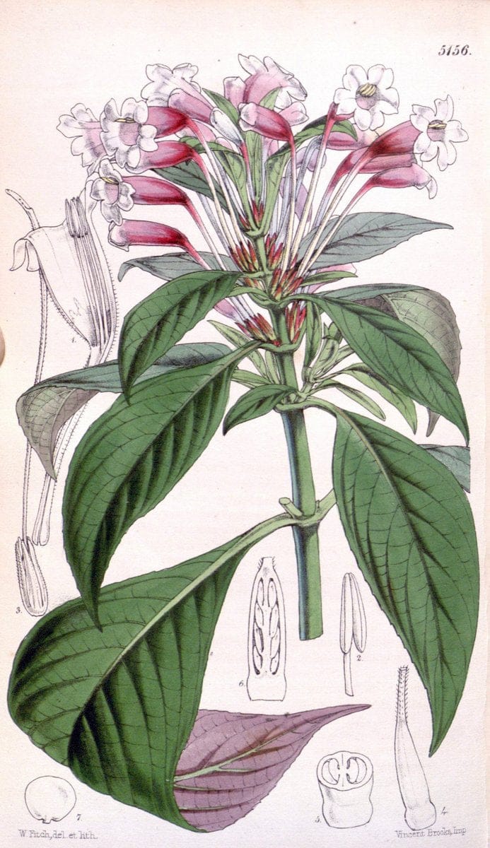 Curtis's botanical magazine. London ; New York [etc.] :Academic Press [etc.]. | "Botanical illustration" Botany Periodicals "Pictorial works" "Plants, Ornamental"  | Vintage Print Reproduction 456916