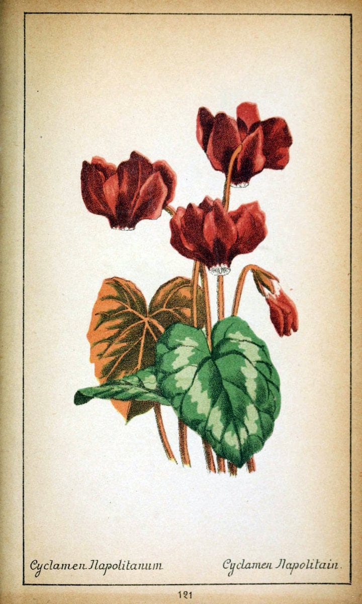 Choix de plantes de l'Europe centrale et particuliÃ¨rement de la Suisse et de la SavoieGe | Europe Central "Pictorial works" Plants "Savoy (France and Italy)" Switzerland  | Vintage Reproduction 456917