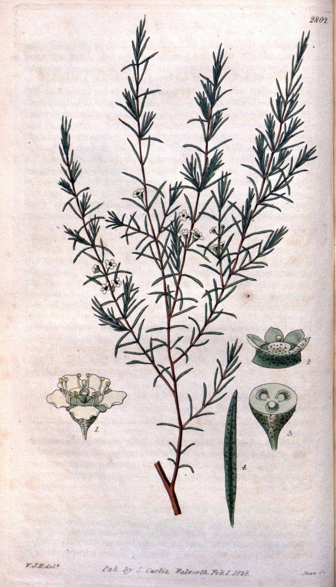 Curtis's botanical magazine. London ; New York [etc.] :Academic Press [etc.]. | "Botanical illustration" Botany Periodicals "Pictorial works" "Plants, Ornamental"  | Vintage Print Reproduction 456919