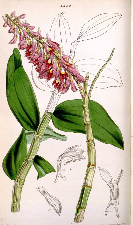 Curtis's botanical magazine. London ; New York [etc.] :Academic Press [etc.]. | "Botanical illustration" Botany Periodicals "Pictorial works" "Plants, Ornamental"  | Vintage Print Reproduction 456920