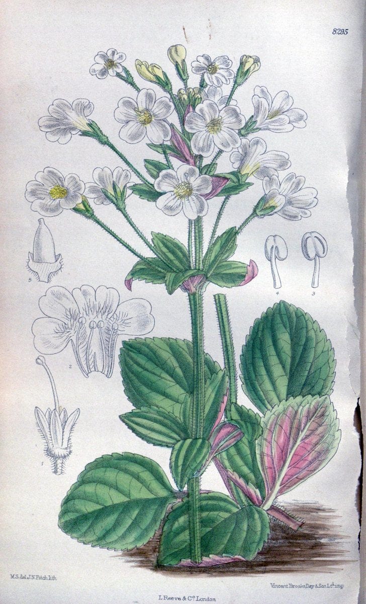 Curtis's botanical magazine. London ; New York [etc.] :Academic Press [etc.]. | "Botanical illustration" Botany Periodicals "Pictorial works" "Plants, Ornamental"  | Vintage Print Reproduction 456921