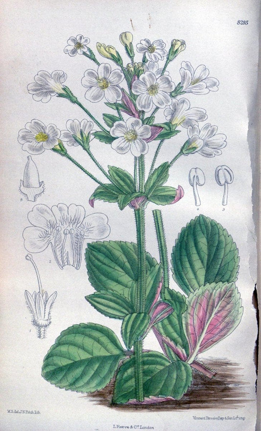 Curtis's botanical magazine. London ; New York [etc.] :Academic Press [etc.]. | "Botanical illustration" Botany Periodicals "Pictorial works" "Plants, Ornamental"  | Vintage Print Reproduction 456921