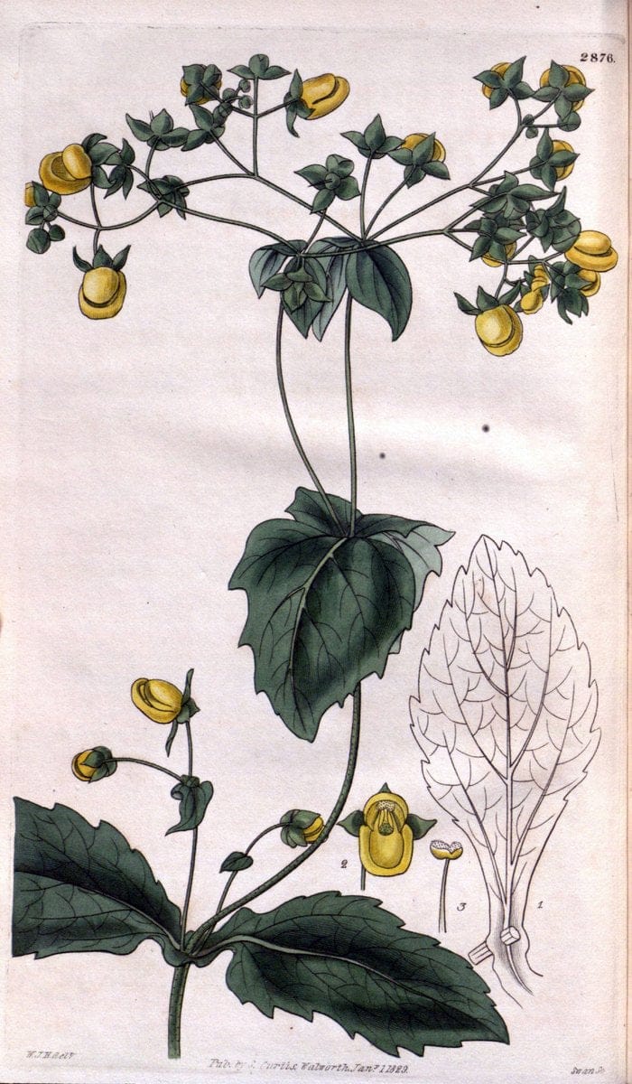 Curtis's botanical magazine. London ; New York [etc.] :Academic Press [etc.]. | "Botanical illustration" Botany Periodicals "Pictorial works" "Plants, Ornamental"  | Vintage Print Reproduction 456922