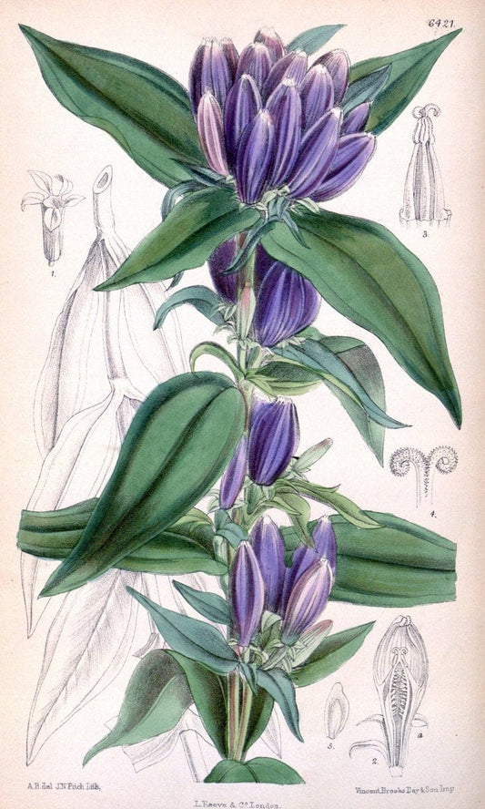 Curtis's botanical magazine. London ; New York [etc.] :Academic Press [etc.]. | "Botanical illustration" Botany Periodicals "Pictorial works" "Plants, Ornamental"  | Vintage Print Reproduction 456923