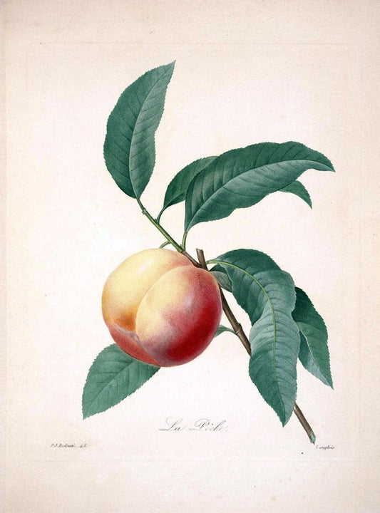 Choix des plus belles fleurs :.Paris :Ernest Panckoucke,[1833].  | 1833 Botany France Icones "Pictorial works"  | Vintage Print Reproduction 456925