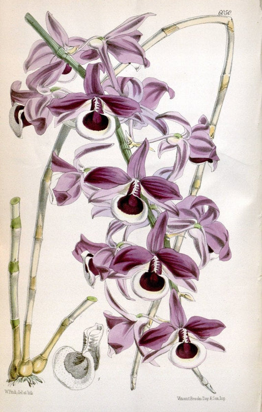 Curtis's botanical magazine. London ; New York [etc.] :Academic Press [etc.]. | "Botanical illustration" Botany Periodicals "Pictorial works" "Plants, Ornamental"  | Vintage Print Reproduction 456926