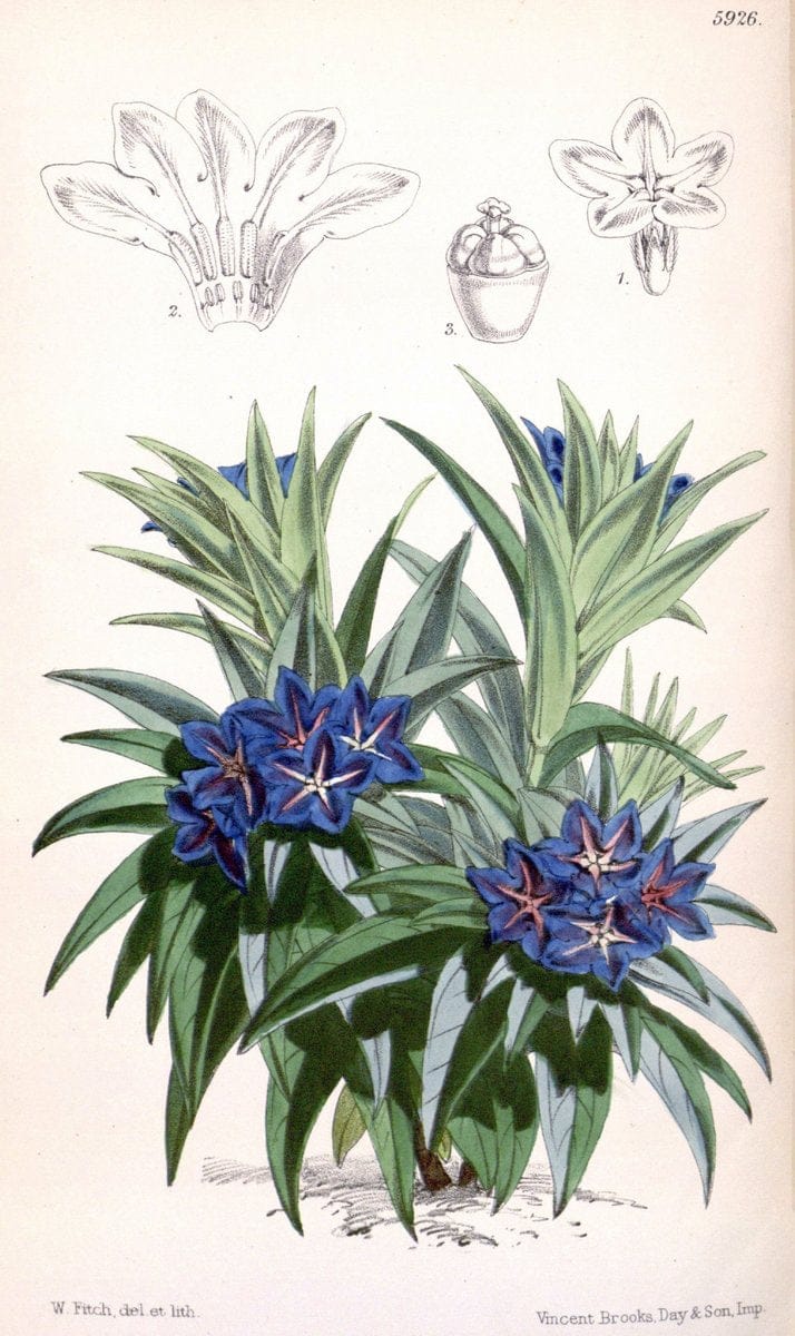 Curtis's botanical magazine. London ;New York [etc.] :Academic Press [etc.]. | Botany Periodicals "Pictorial works"  | Vintage Print Reproduction 456928