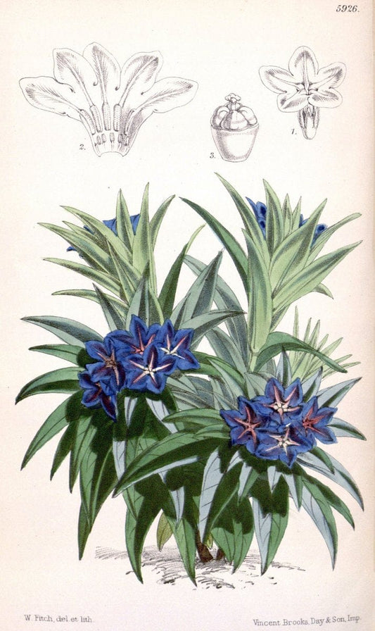Curtis's botanical magazine. London ;New York [etc.] :Academic Press [etc.]. | Botany Periodicals "Pictorial works"  | Vintage Print Reproduction 456928