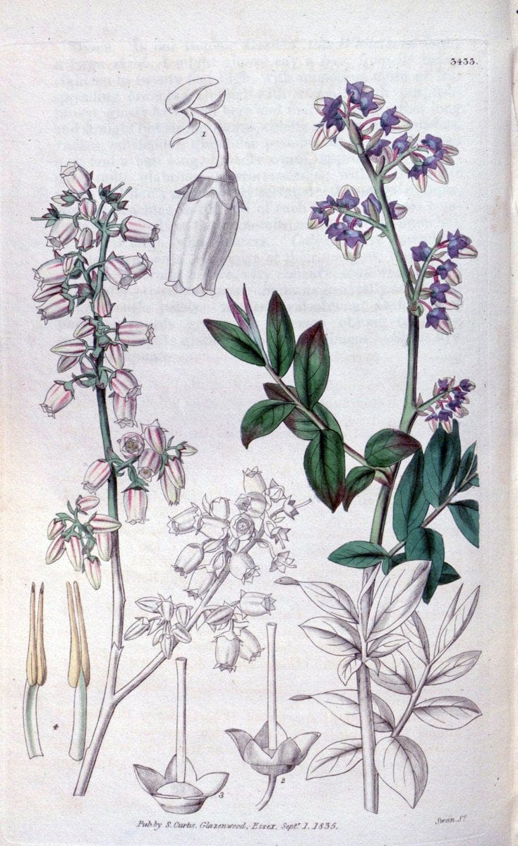 Curtis's botanical magazine. London ;New York [etc.] :Academic Press [etc.]. | Botany Periodicals "Pictorial works"  | Vintage Print Reproduction 456929