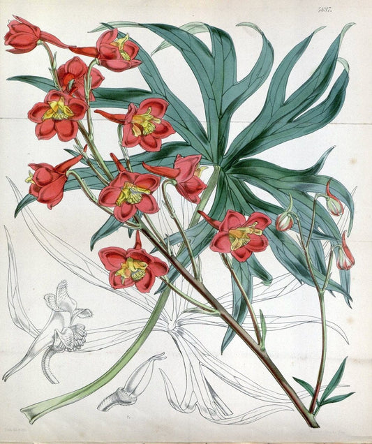Curtis's botanical magazine. London ;New York [etc.] :Academic Press [etc.]. | Botany Periodicals "Pictorial works"  | Vintage Print Reproduction 456930