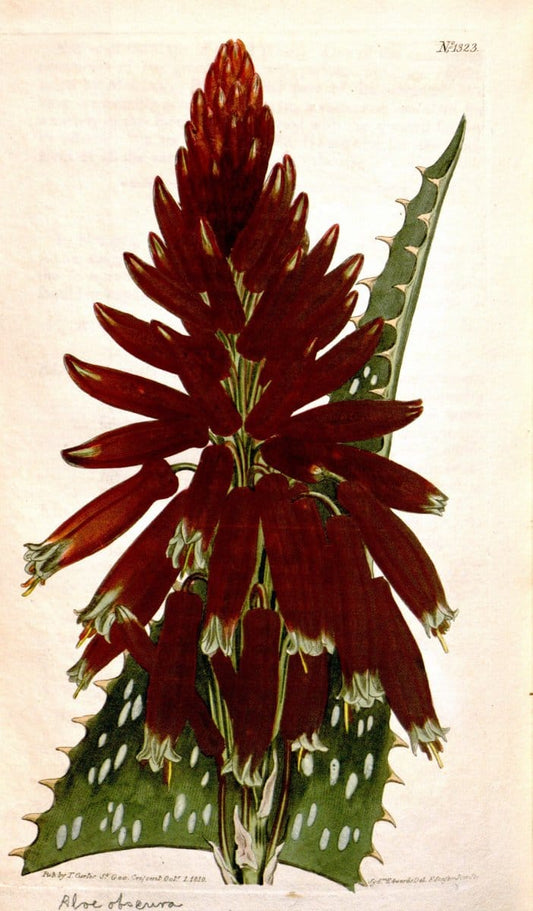Curtis's botanical magazine. London ; New York [etc.] :Academic Press [etc.]. | "Botanical illustration" Botany Periodicals "Pictorial works" "Plants, Ornamental"  | Vintage Print Reproduction 456931