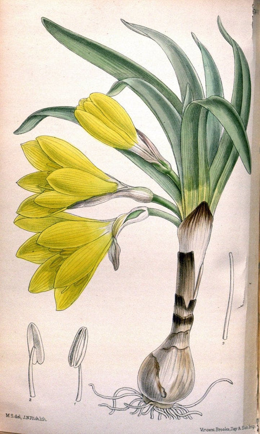 Curtis's botanical magazine. London ; New York [etc.] :Academic Press [etc.]. | "Botanical illustration" Botany Periodicals "Pictorial works" "Plants, Ornamental"  | Vintage Print Reproduction 456932