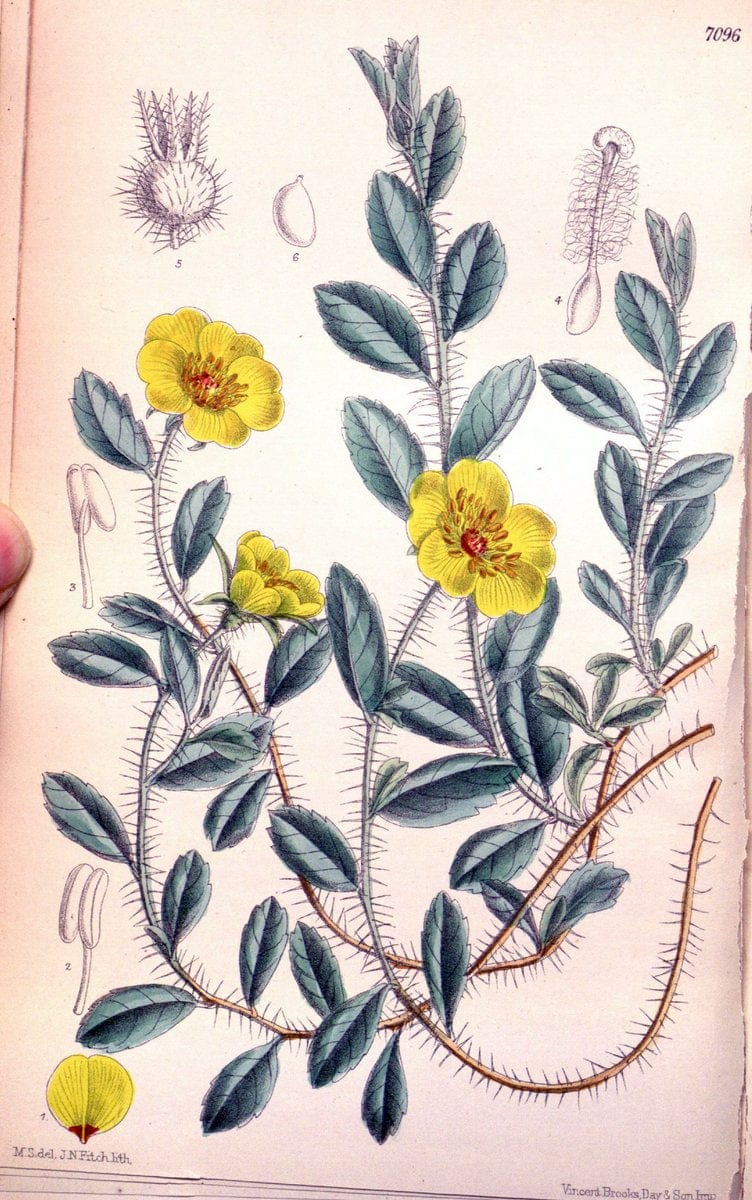 Curtis's botanical magazine. London ; New York [etc.] :Academic Press [etc.]. | "Botanical illustration" Botany Periodicals "Pictorial works" "Plants, Ornamental"  | Vintage Print Reproduction 456933