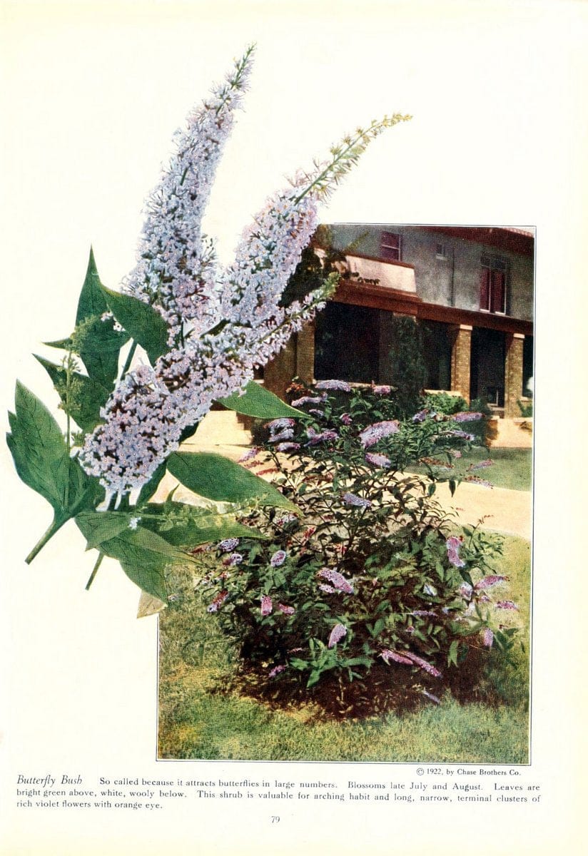 Dragable Image