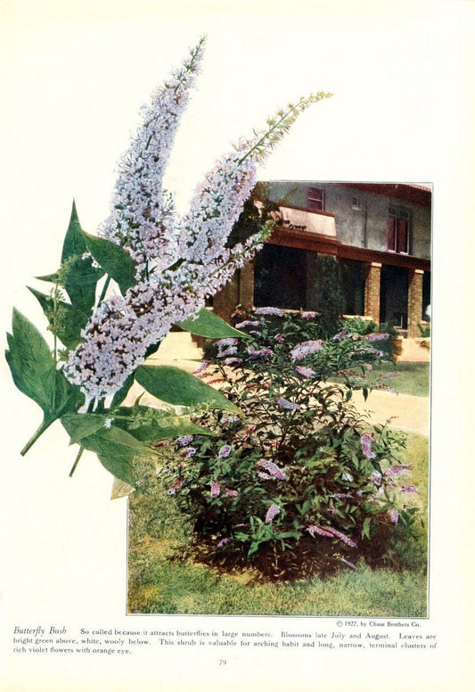 Chase fruit and flowers in natural colorsRochester, N.Y.,Chase brothers company[c1922] | Vintage Print Reproduction 456934