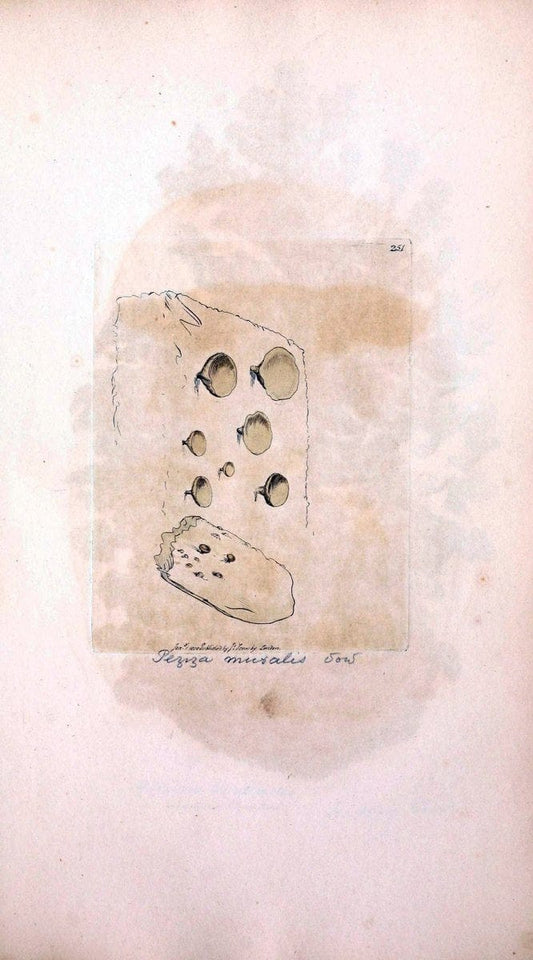 Coloured figures of English fungi or mushrooms. London,Printed by J. Davis,1797-[1809]. | England Mushrooms  | Vintage Print Reproduction 456935
