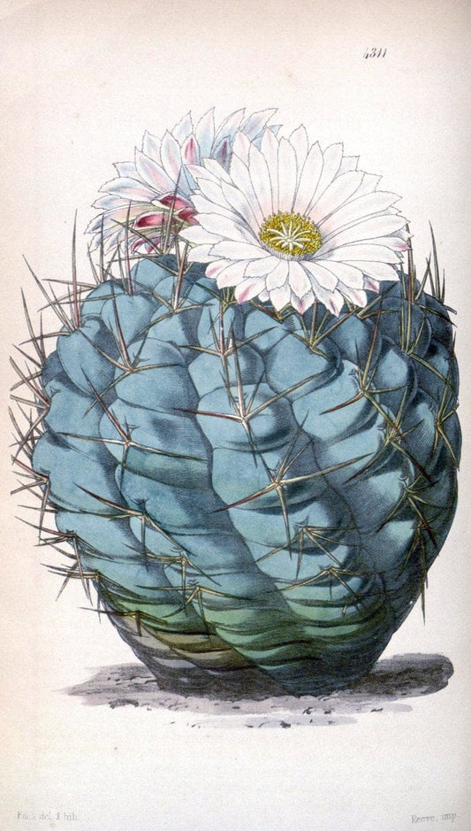 Curtis's botanical magazine. London ; New York [etc.] :Academic Press [etc.]. | "Botanical illustration" Botany Periodicals "Pictorial works" "Plants, Ornamental"  | Vintage Print Reproduction 456936