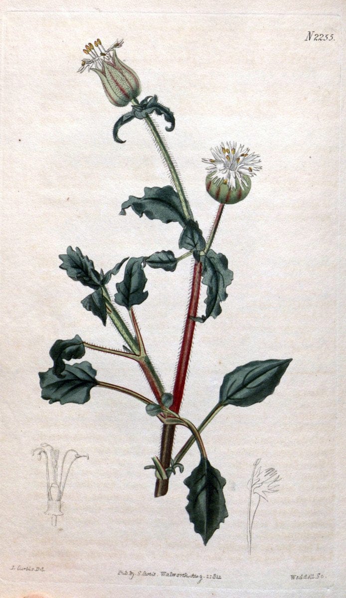 Curtis's botanical magazine. London ; New York [etc.] :Academic Press [etc.]. | "Botanical illustration" Botany Periodicals "Pictorial works" "Plants, Ornamental"  | Vintage Print Reproduction 456937