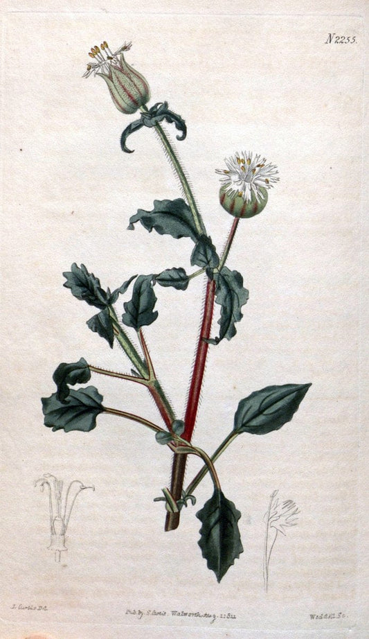 Curtis's botanical magazine. London ; New York [etc.] :Academic Press [etc.]. | "Botanical illustration" Botany Periodicals "Pictorial works" "Plants, Ornamental"  | Vintage Print Reproduction 456937