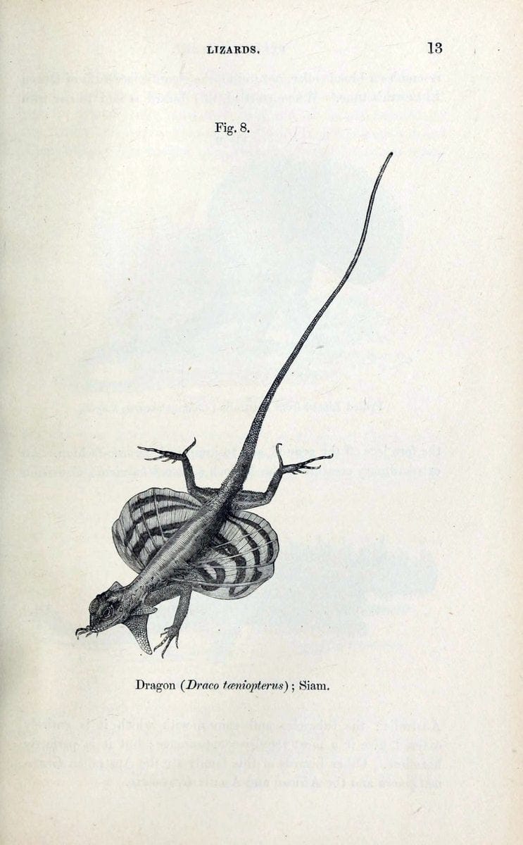 Cool fig. of a Draco taeniopterus in a @NHM_London recent addition to BHL from Guide to the Gallery of Reptilia (1885)  |  | Vintage Print Reproduction 456938