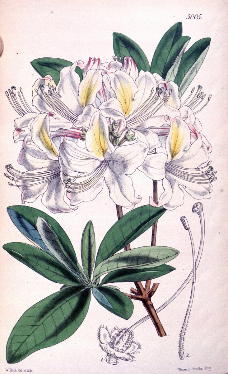 Curtis's botanical magazine. London ; New York [etc.] :Academic Press [etc.]. | "Botanical illustration" Botany Periodicals "Pictorial works" "Plants, Ornamental"  | Vintage Print Reproduction 456939