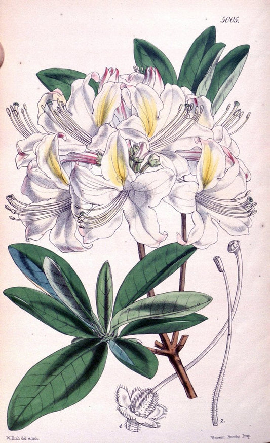 Curtis's botanical magazine. London ; New York [etc.] :Academic Press [etc.]. | "Botanical illustration" Botany Periodicals "Pictorial works" "Plants, Ornamental"  | Vintage Print Reproduction 456939
