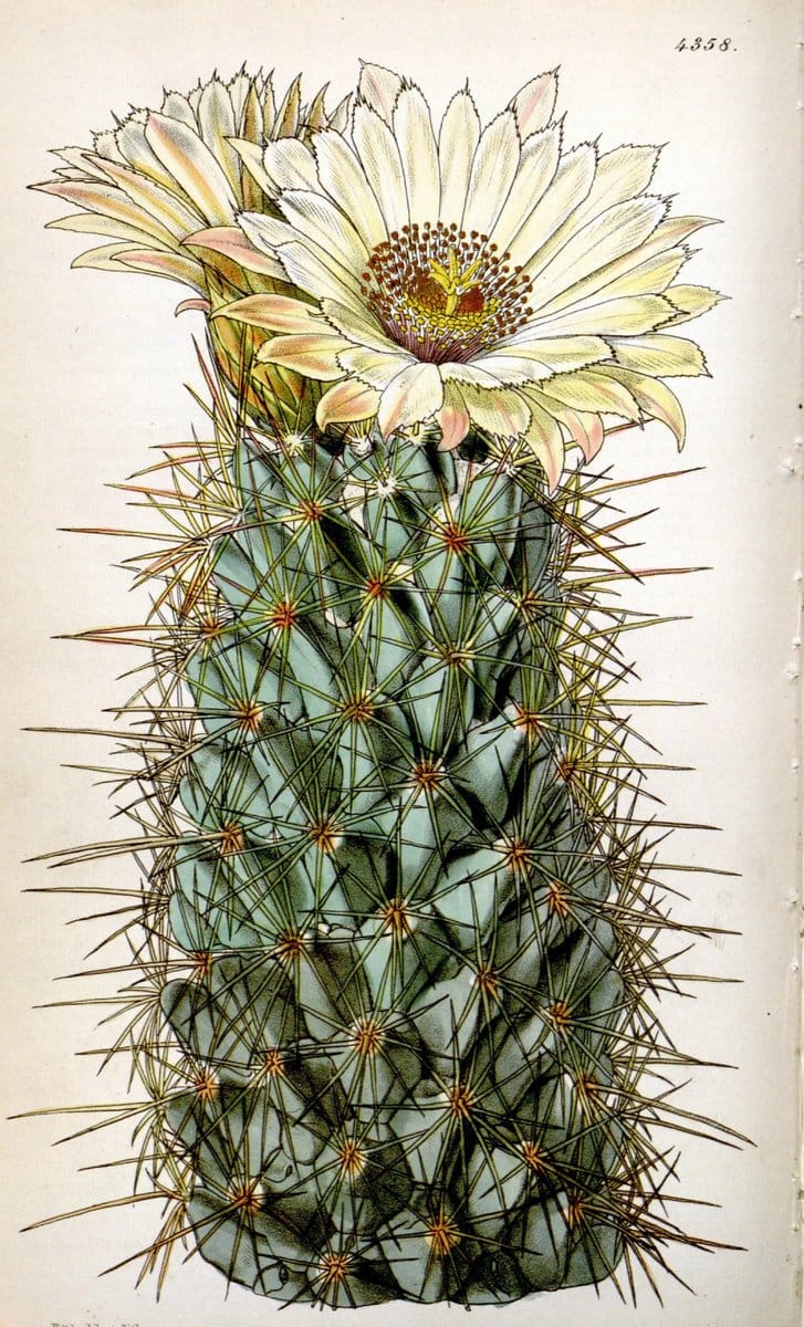 Curtis's botanical magazine. London ; New York [etc.] :Academic Press [etc.]. | "Botanical illustration" Botany Periodicals "Pictorial works" "Plants, Ornamental"  | Vintage Print Reproduction 456940