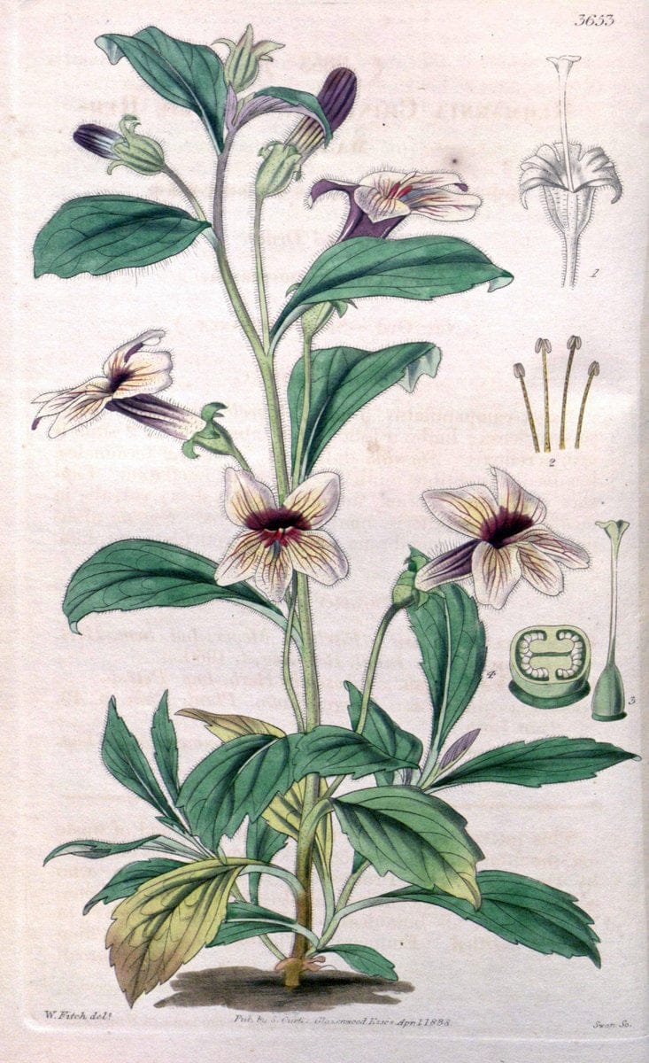 Curtis's botanical magazine..London ;New York [etc.] :Academic Press [etc.]. |  | Vintage Print Reproduction 456941