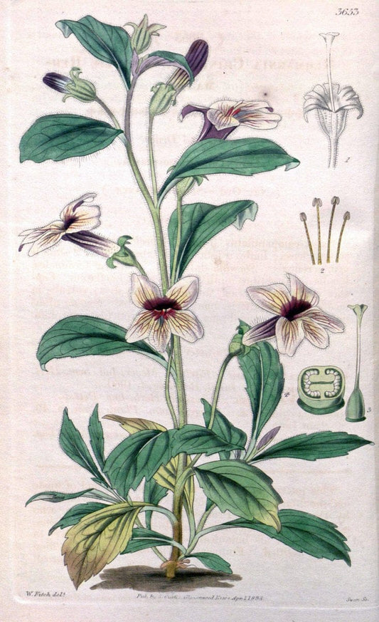 Curtis's botanical magazine..London ;New York [etc.] :Academic Press [etc.]. |  | Vintage Print Reproduction 456941