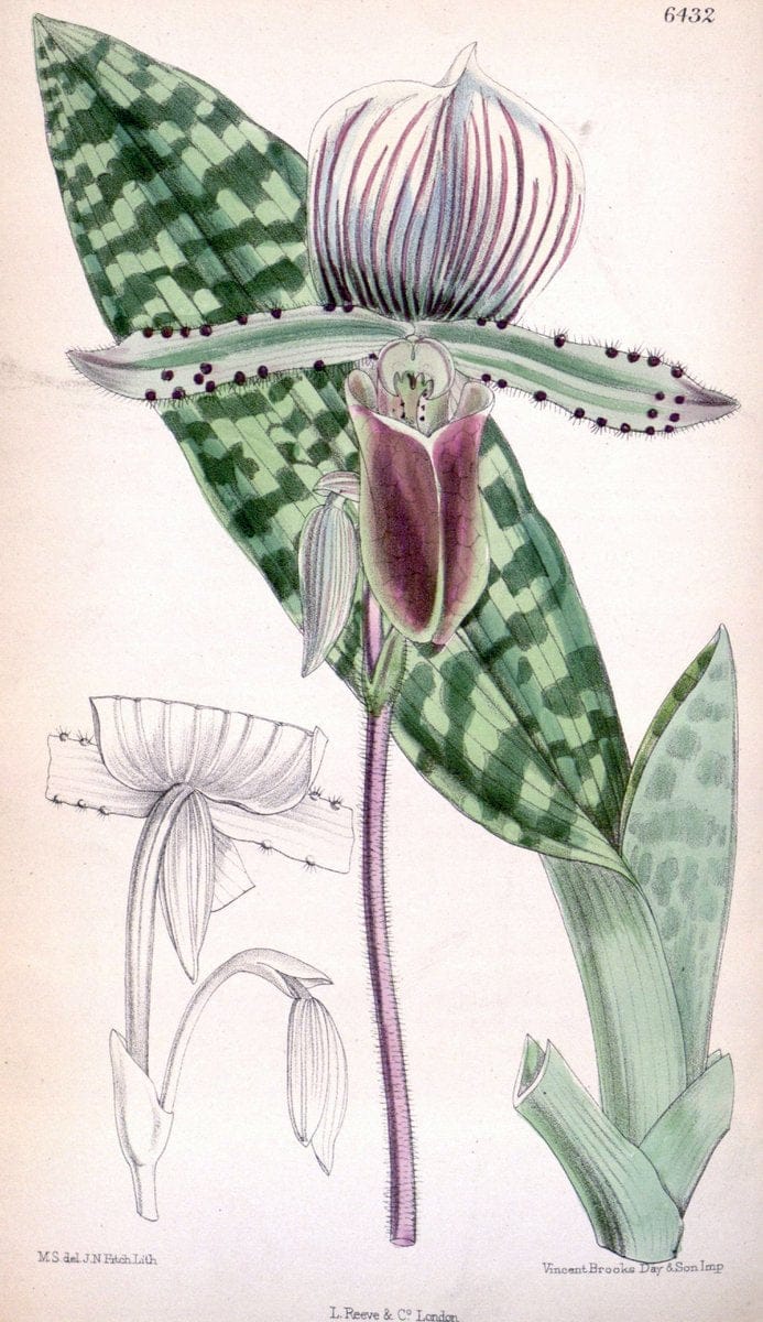 Curtis's botanical magazine. London ; New York [etc.] :Academic Press [etc.]. | "Botanical illustration" Botany Periodicals "Pictorial works" "Plants, Ornamental"  | Vintage Print Reproduction 456942