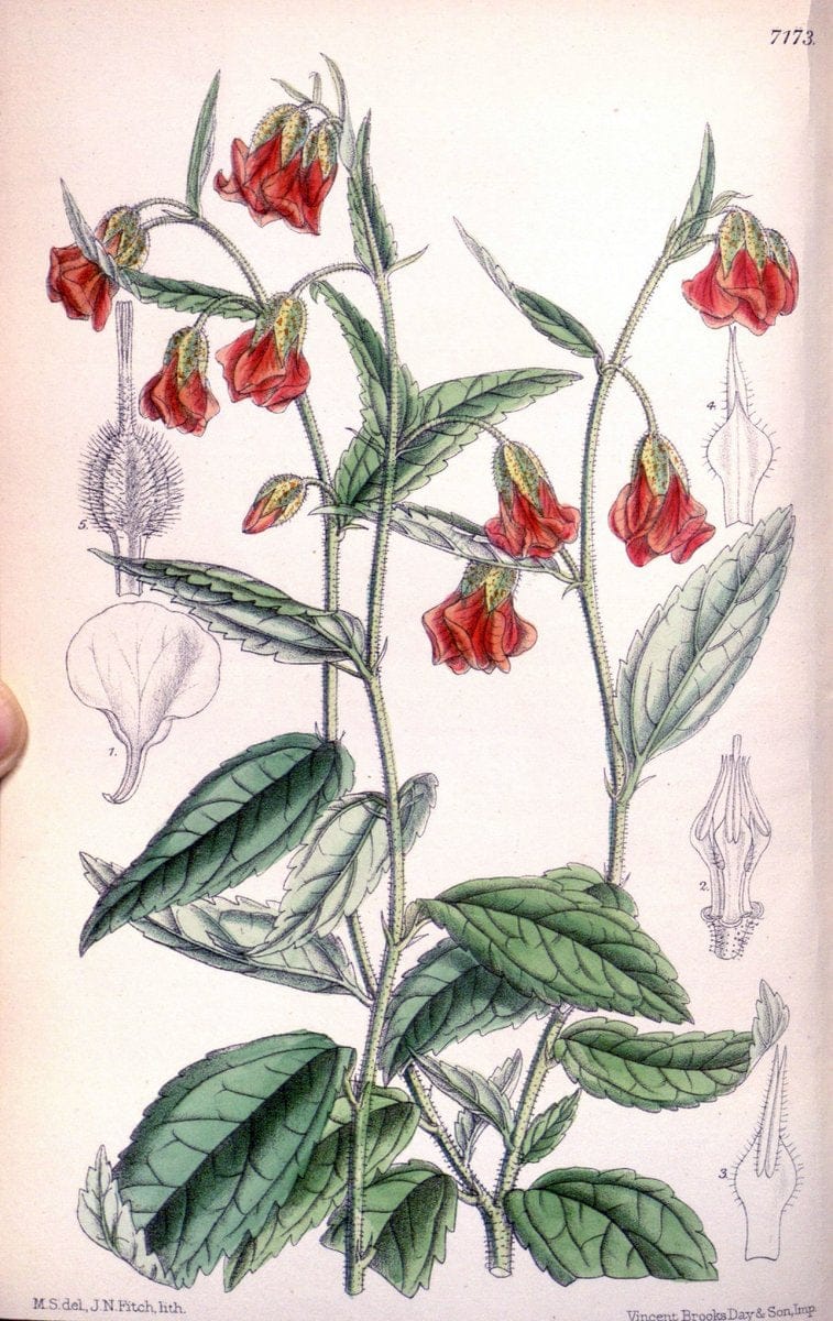 Curtis's botanical magazine. London ; New York [etc.] :Academic Press [etc.]. | "Botanical illustration" Botany Periodicals "Pictorial works" "Plants, Ornamental"  | Vintage Print Reproduction 456943