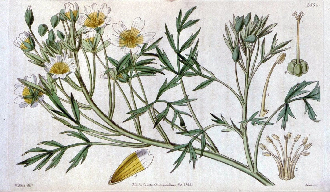 Curtis's botanical magazine. London ; New York [etc.] :Academic Press [etc.]. | "Botanical illustration" Botany Periodicals "Pictorial works" "Plants, Ornamental"  | Vintage Print Reproduction 456944