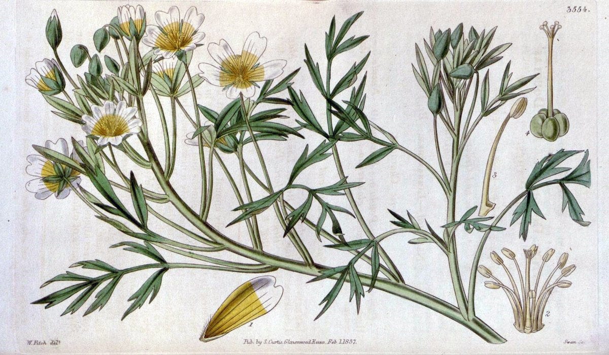 Curtis's botanical magazine. London ; New York [etc.] :Academic Press [etc.]. | "Botanical illustration" Botany Periodicals "Pictorial works" "Plants, Ornamental"  | Vintage Print Reproduction 456944