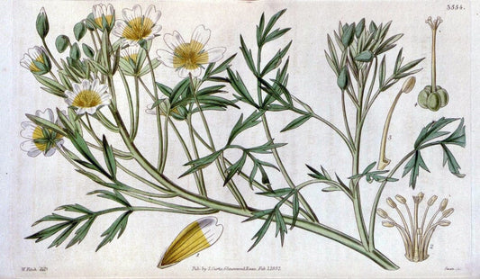 Curtis's botanical magazine. London ; New York [etc.] :Academic Press [etc.]. | "Botanical illustration" Botany Periodicals "Pictorial works" "Plants, Ornamental"  | Vintage Print Reproduction 456944